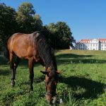 Dołącz do grona uczniów ZSCKU w Wolborzu!