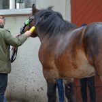 Kwalifikacja ogierów zimnokrwistych Bogusławicach