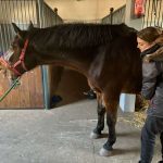 Terapia koni rękoma absolwentki