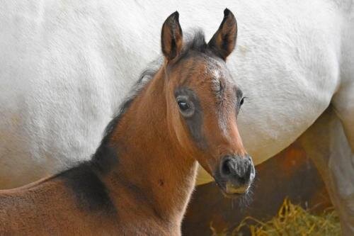zswolborz.pl_zscku_w_wolborzu_CAVALIADA_Lublin_201817