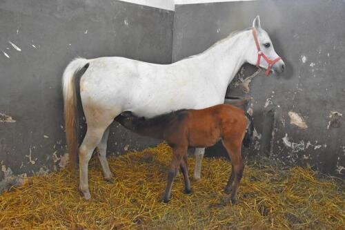 zswolborz.pl_zscku_w_wolborzu_CAVALIADA_Lublin_201819