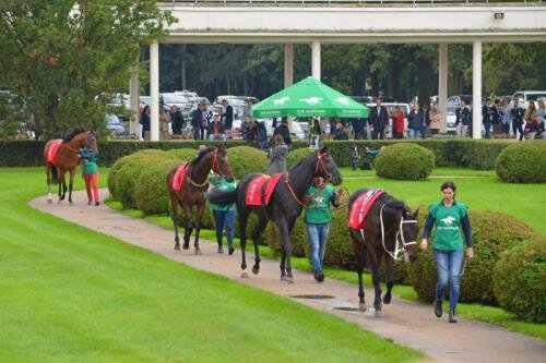 zswolborz.pl_zscku_w_wolborzu_Jesienna_Gala_Wyscigowa_na_Sluzewcu4