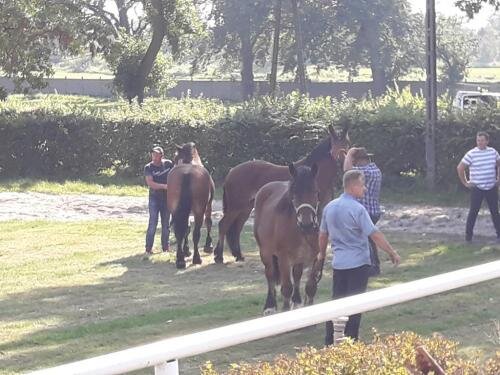 zswolborz.pl_zscku_w_wolborzu_Proba_dzielnosci_koni_zimnokrwistych1