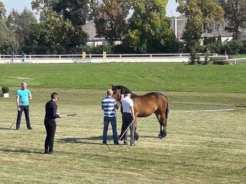 zswolborz.pl_zscku_w_wolborzu_Proba_dzielnosci_koni_zimnokrwistych2