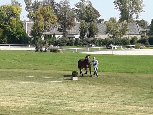 zswolborz.pl_zscku_w_wolborzu_Proba_dzielnosci_koni_zimnokrwistych3