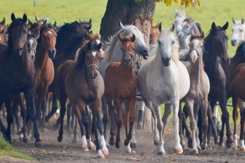 zswolborz.pl_zscku_w_wolborzu_Wycieczka_do_stadniny_w_Michalowie_7