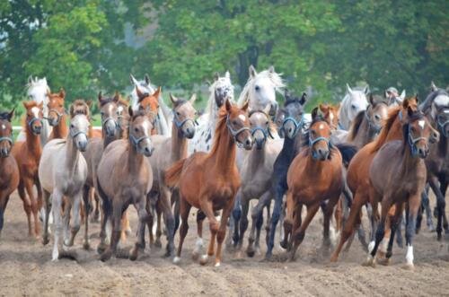 zswolborz.pl_zscku_w_wolborzu_Wycieczka_do_stadniny_w_Michalowie_8